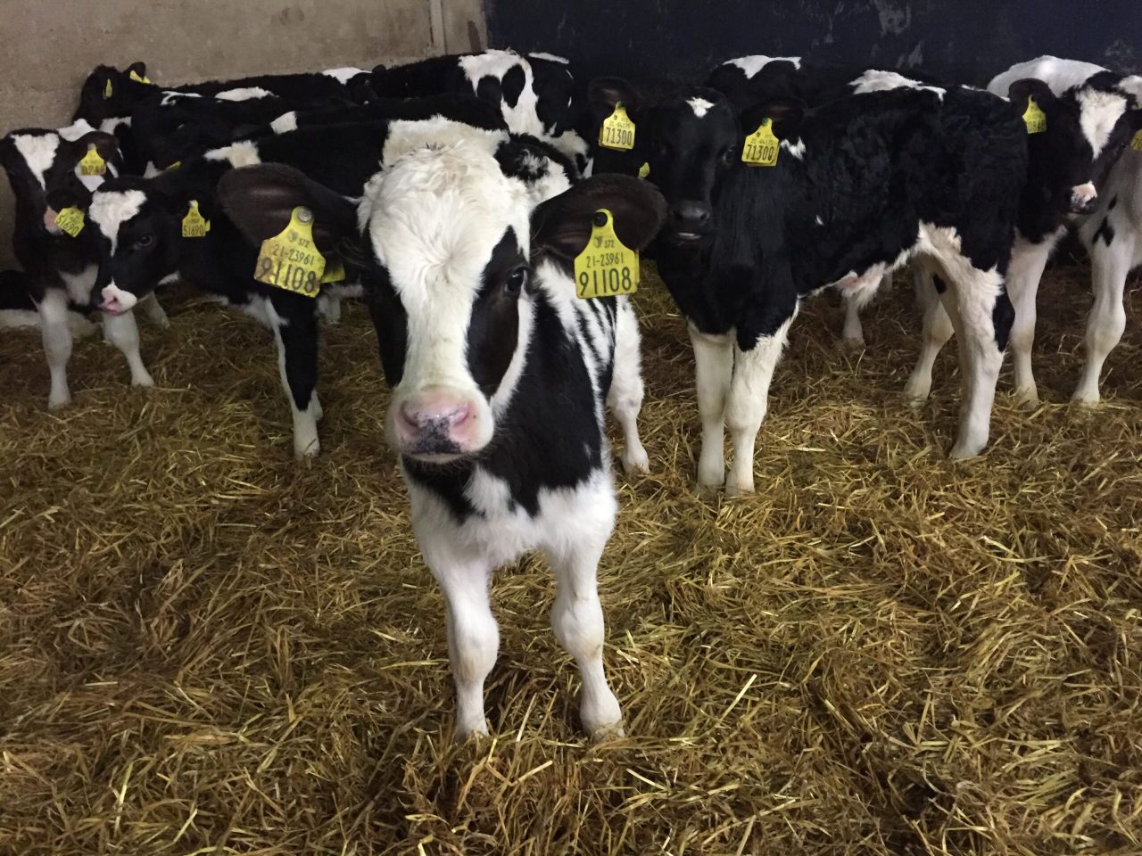 Video: Nearly 300 Holstein Friesian bull calves depart for Spain