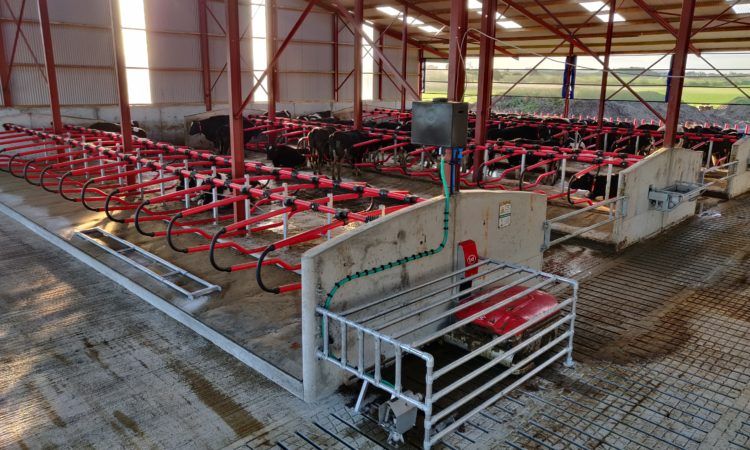 Back In Focus: Milking 69 cows in a brand new robotic-milking system in Co. Laois