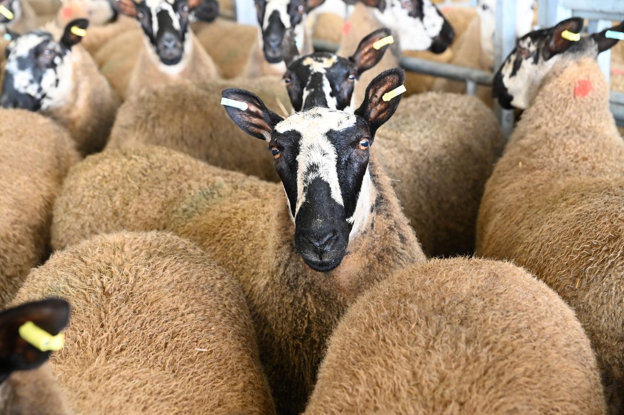 England and Wales ease bluetongue restrictions to allow cross-border trade