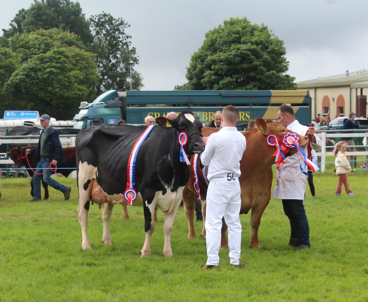 Judging the Supreme Cattle  Championship Class at Omagh Show 2026