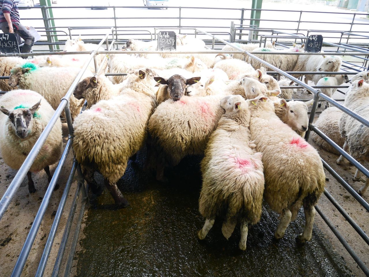 Sheep marts: Spring lamb prices take a hit across many marts