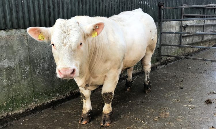 Taking care of your stockbull this winter