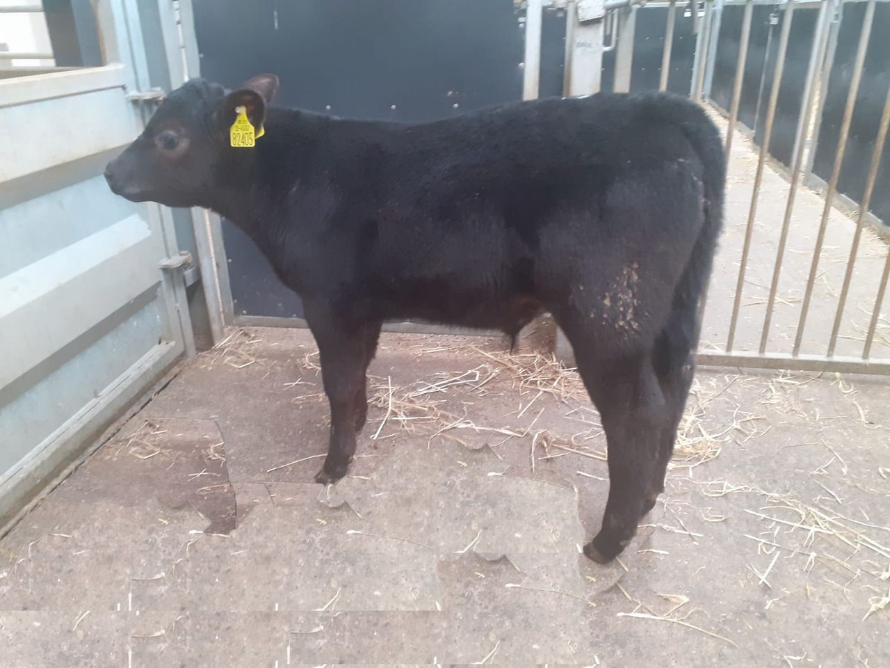 Calf trade: High numbers at Waterford Ross Mart