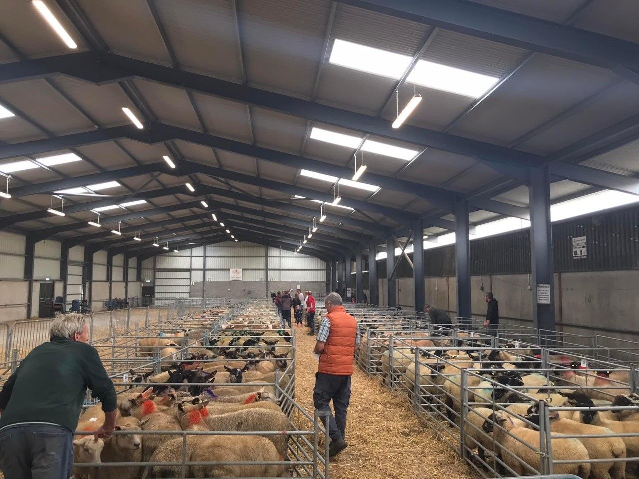 Carrick Prolific Ewe Lamb Breeders sale tops €206/head