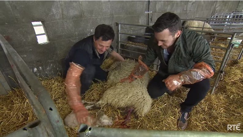 Big week on the farm to feature camogie star and a chicken-plucking challenge