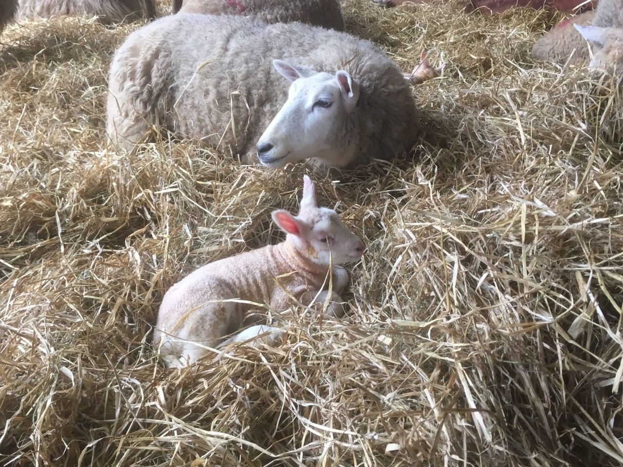 Six illnesses to look out for in the lambing shed