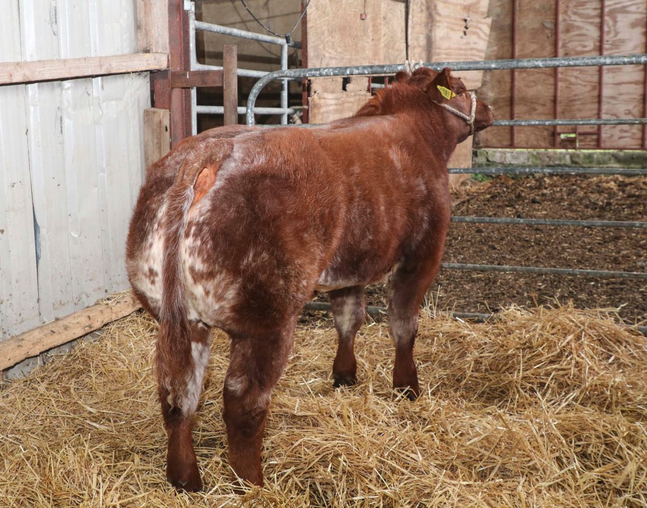 Commercial weanling heifer sells for €7,400 at elite sale