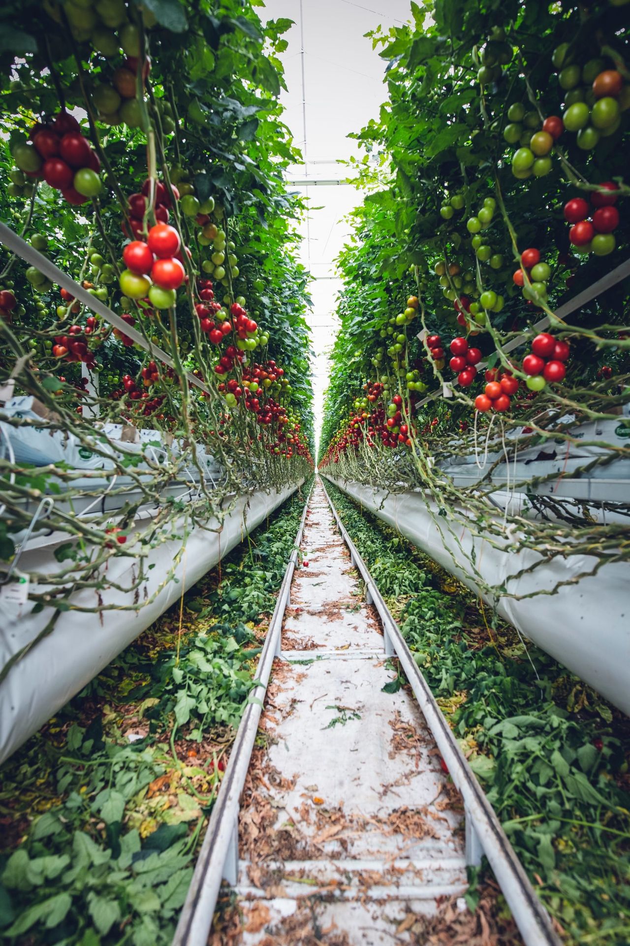 Novel practices of indoor, urban and vertical farming set to grow