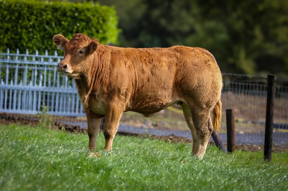 Maiden heifer makes €12,000 at Drummin Herd dispersal