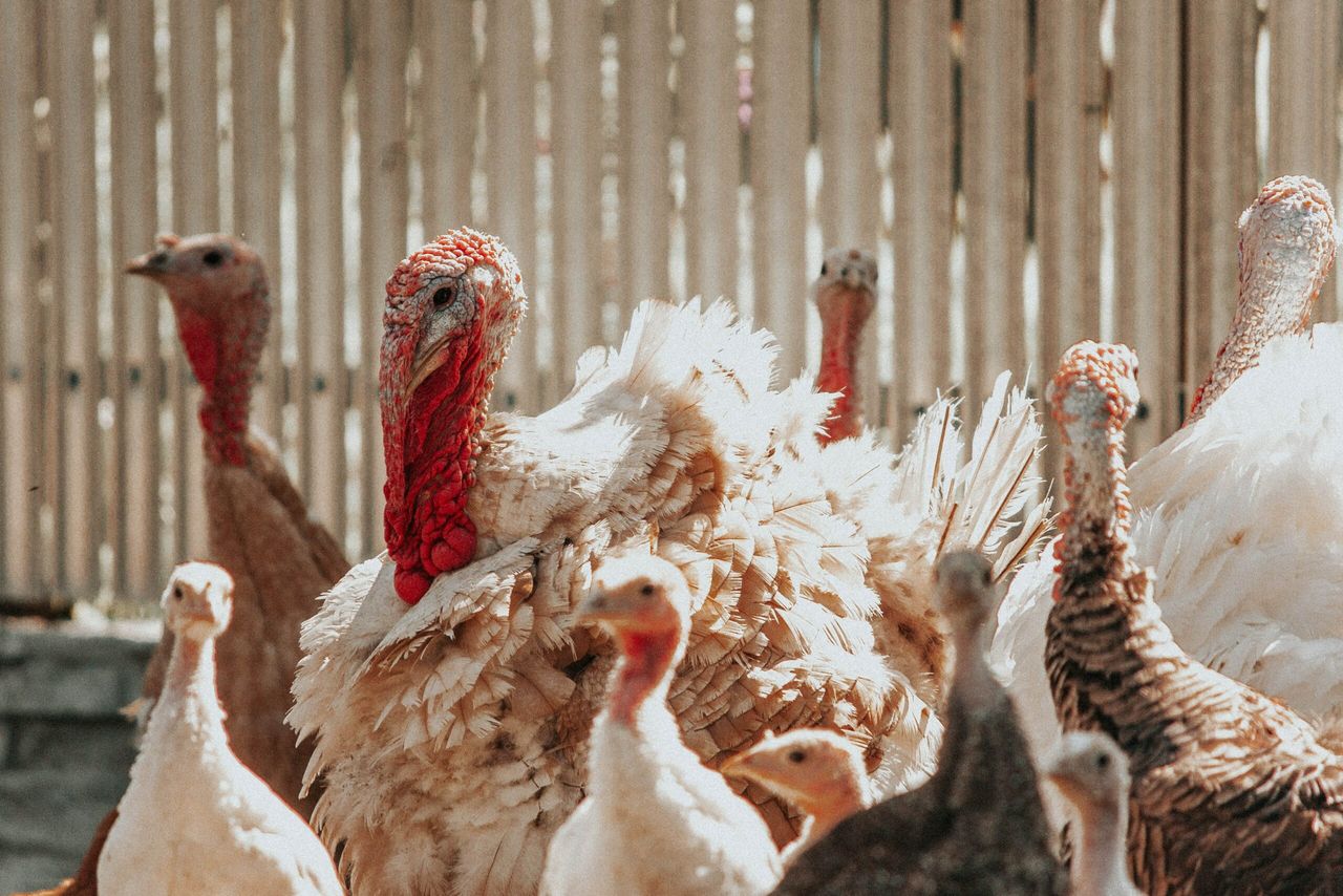 Bird flu: Second outbreak confirmed in Monaghan