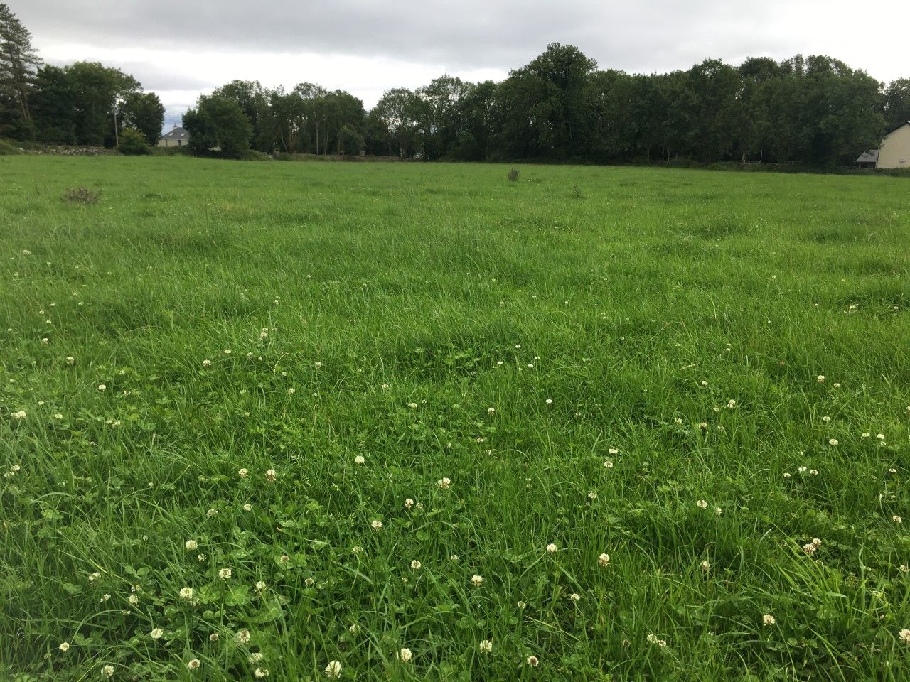 Keeping grass quality in order on drystock farms this year