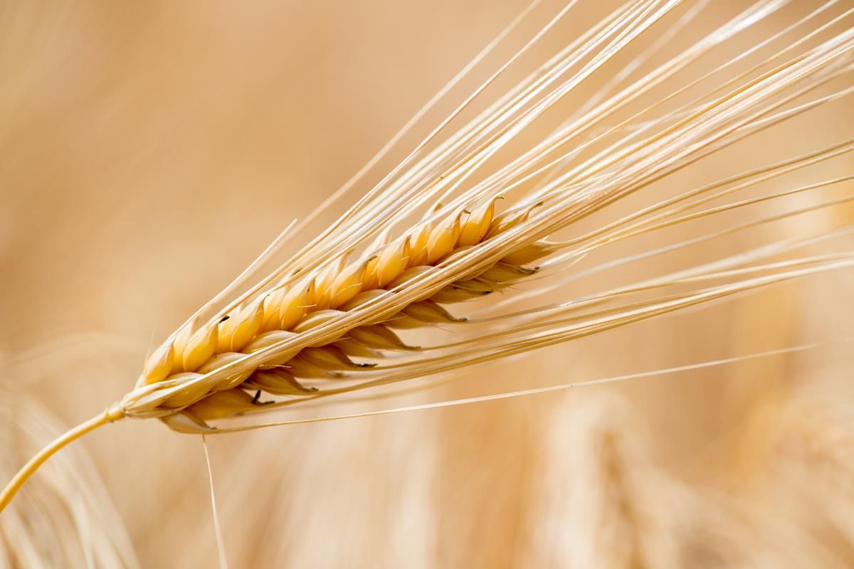 Test results show Irish grain is of better quality compared to imported grain