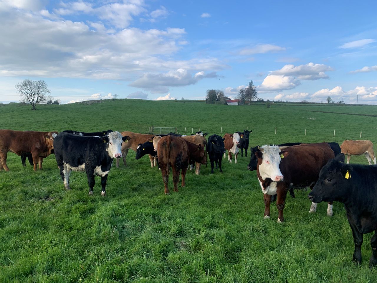 Will stretched cattle supplies cause an increase in beef price?
