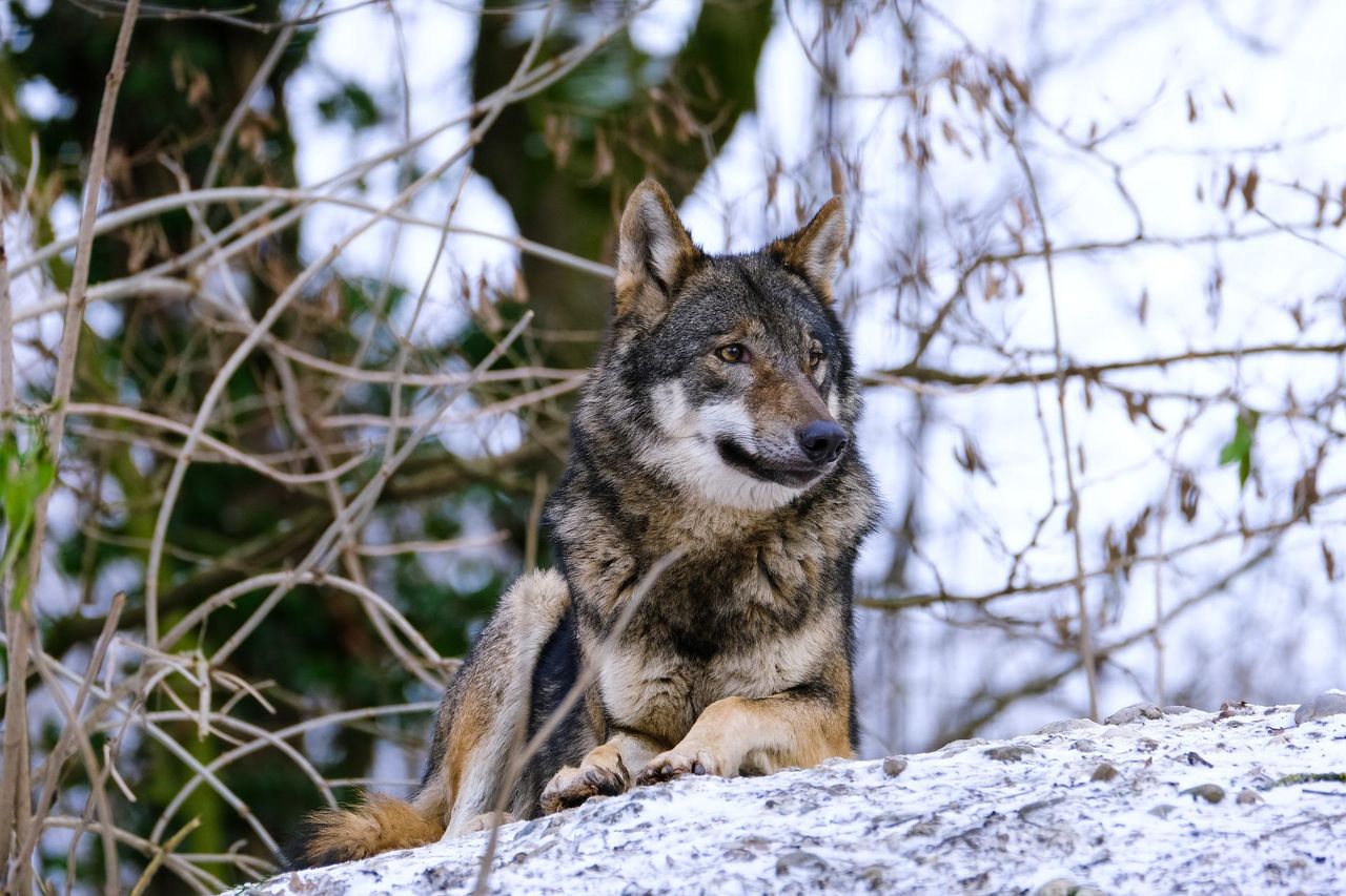 EU farmers will 'give up' due to wolf and bear attacks - council 