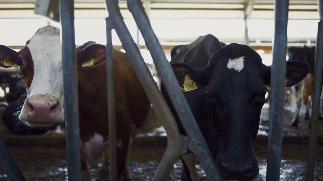 TB eradication depends on 'effort and commitment' across whole sector