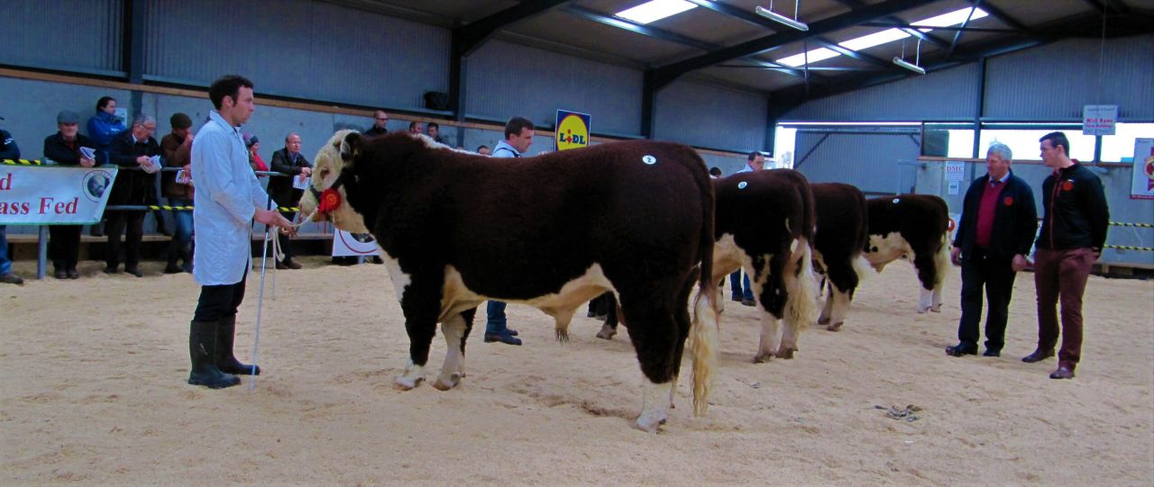 Pics: Large crowds and big money at Hereford show and sale