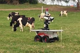 Robots to Bring the Cows Home