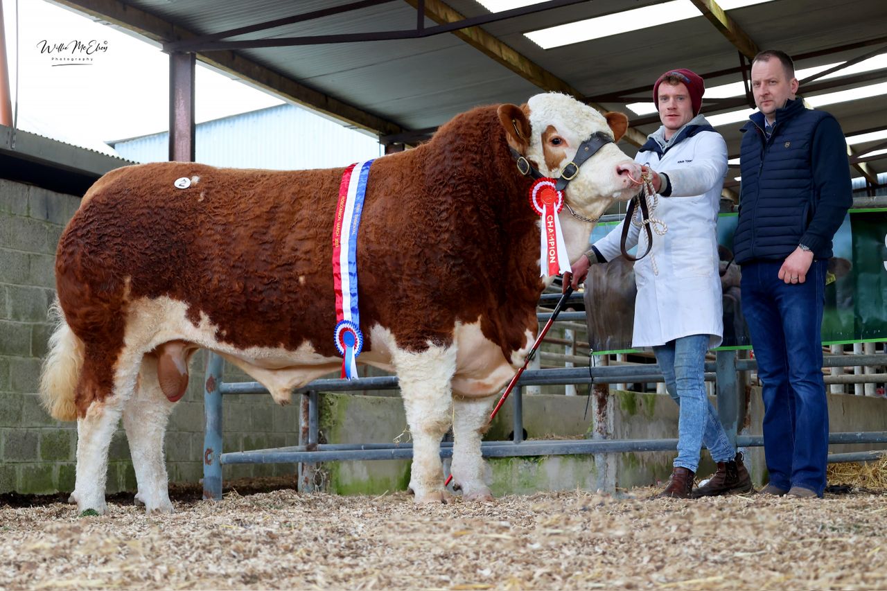 Scottish buyers drive trade at Roscommon Simmental sale
