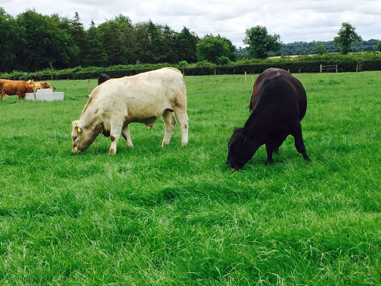 Average suckler-to-beef system not viable in the long run - Teagasc