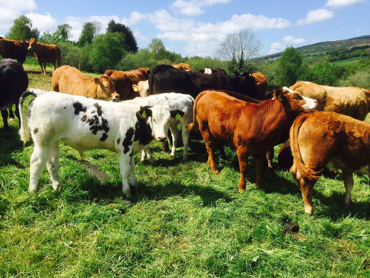Exports to 'the home of the €1,000 weanling' drop to a 5-year low