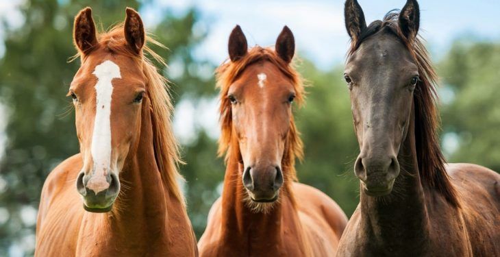 Letter to the editor: Levies for horse breeders are 'unjust and unfair'