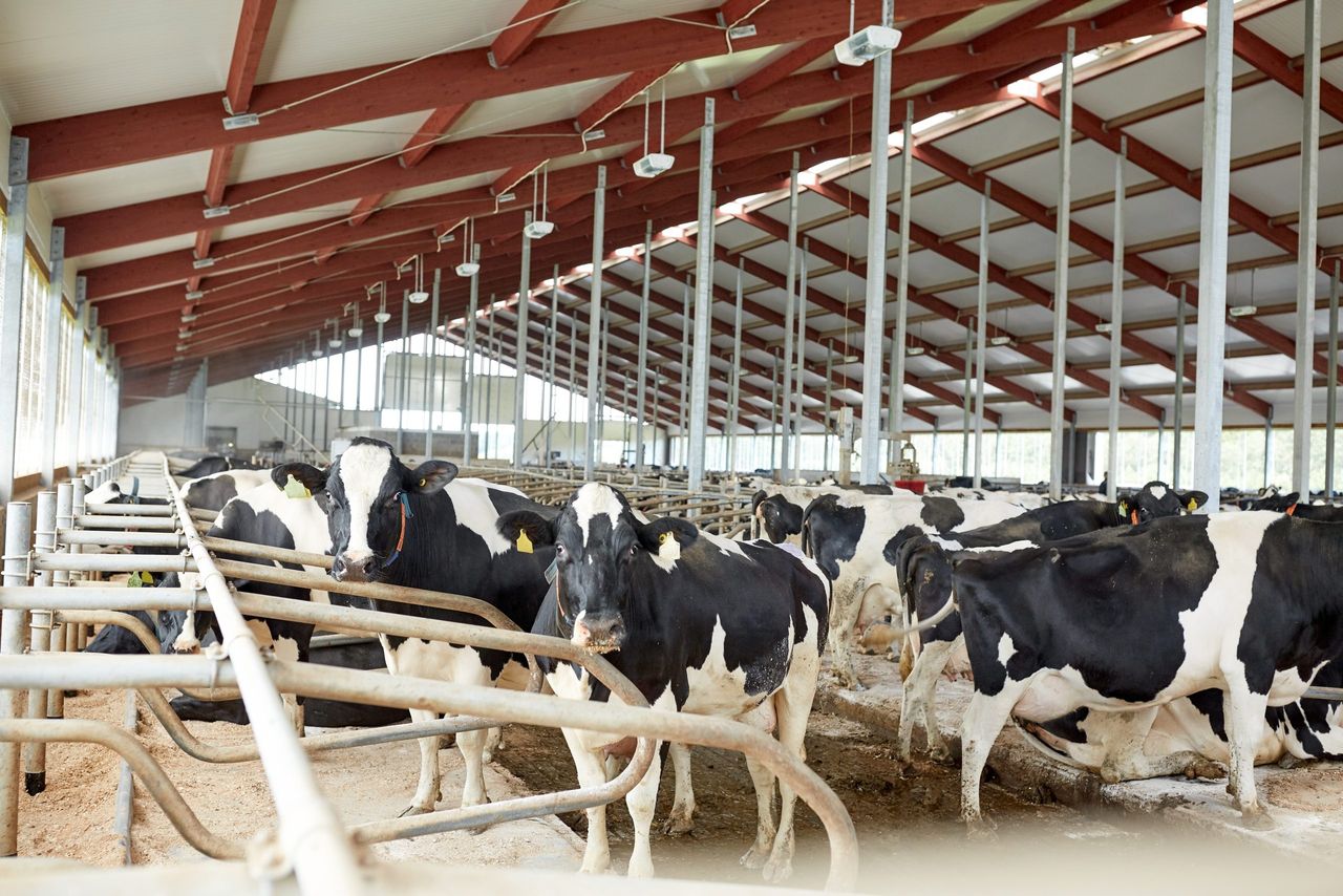 Final GDT auction of 2025 sees yet another fall in dairy prices