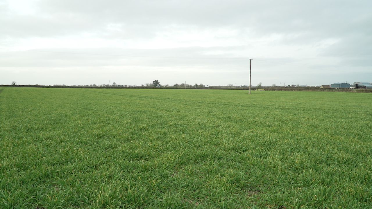 Little winter crop sown on farms - CAFRE