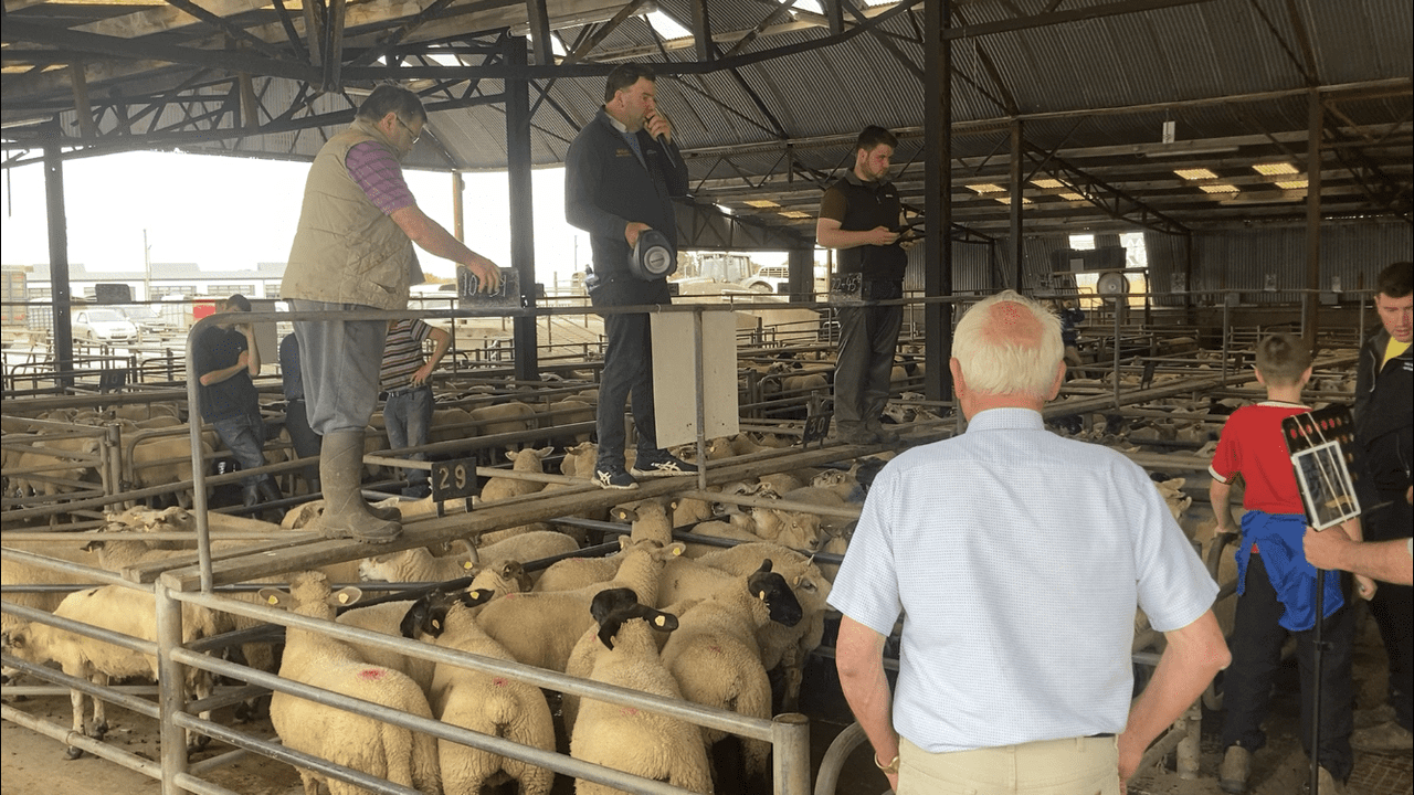 Pics and prices: Lambs top €165/head at Athenry