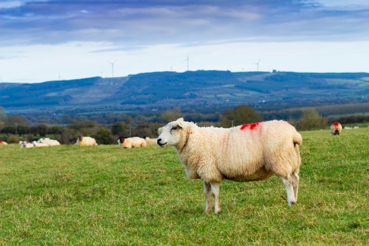'Lambs reared per ewe can increase from the current level of 1.39 to 1.55 by 2027'