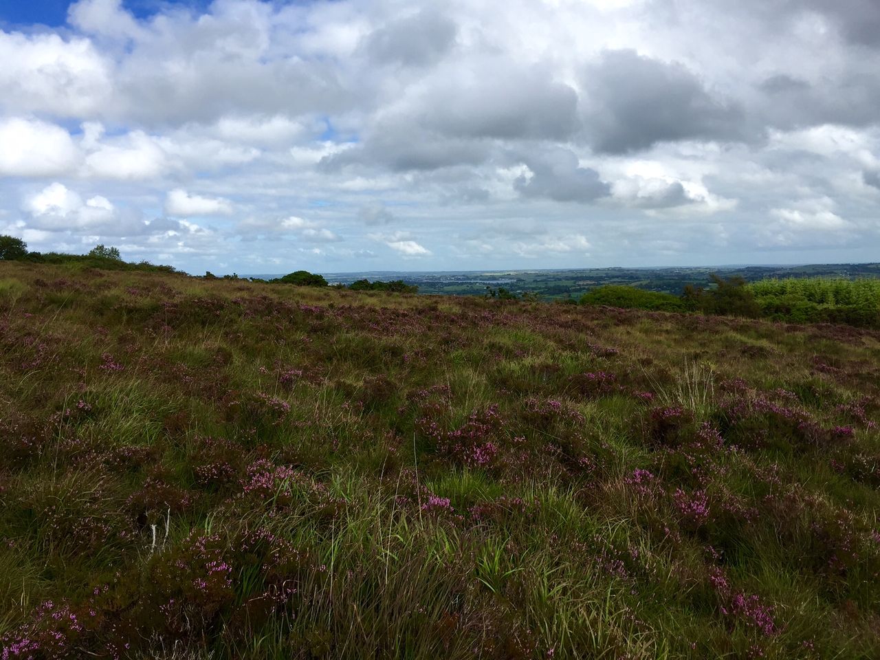'Farmers' grazing rights must be respected after sale of Dublin Mountains land'