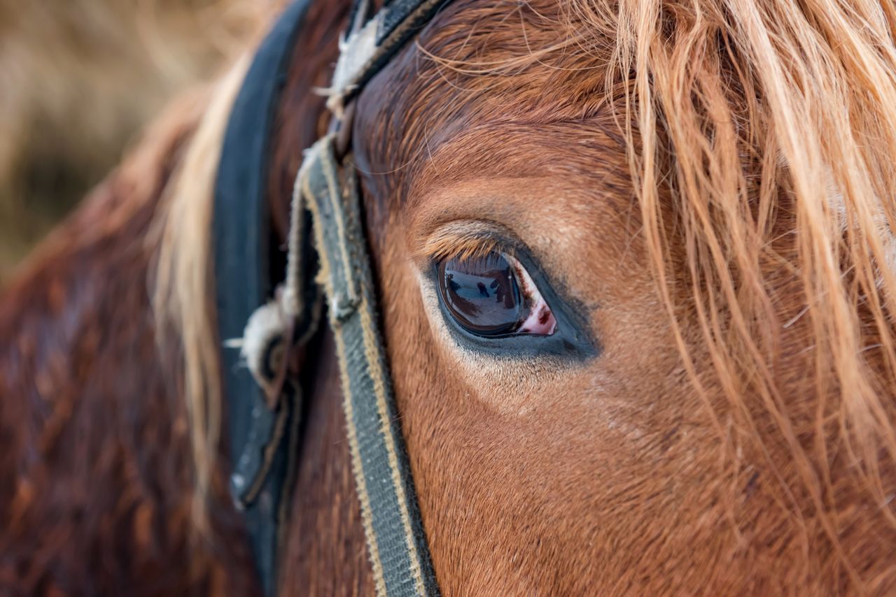 Equine support scheme opens for applications