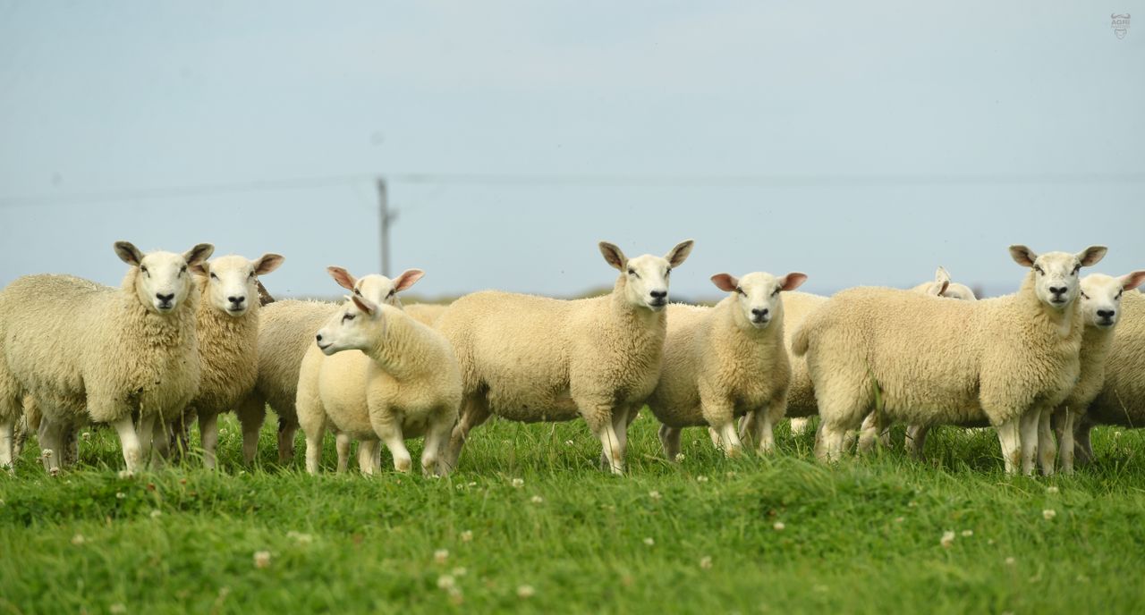 Spotlight on Texels ahead of Sheep Northern Ireland event