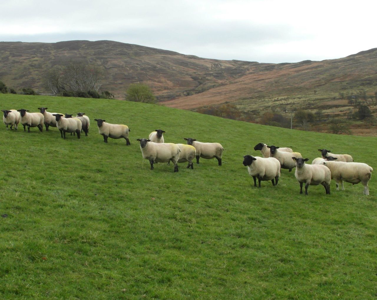 Irish sheepmeat exports jump to €220 million in 2013