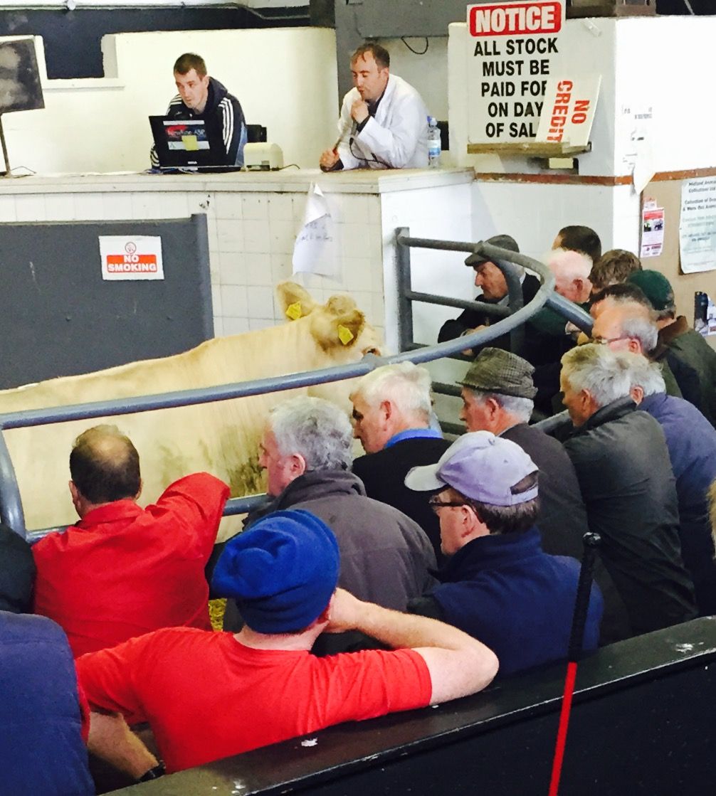 Nearly 1.4 million cattle sold in marts in first nine months of 2024