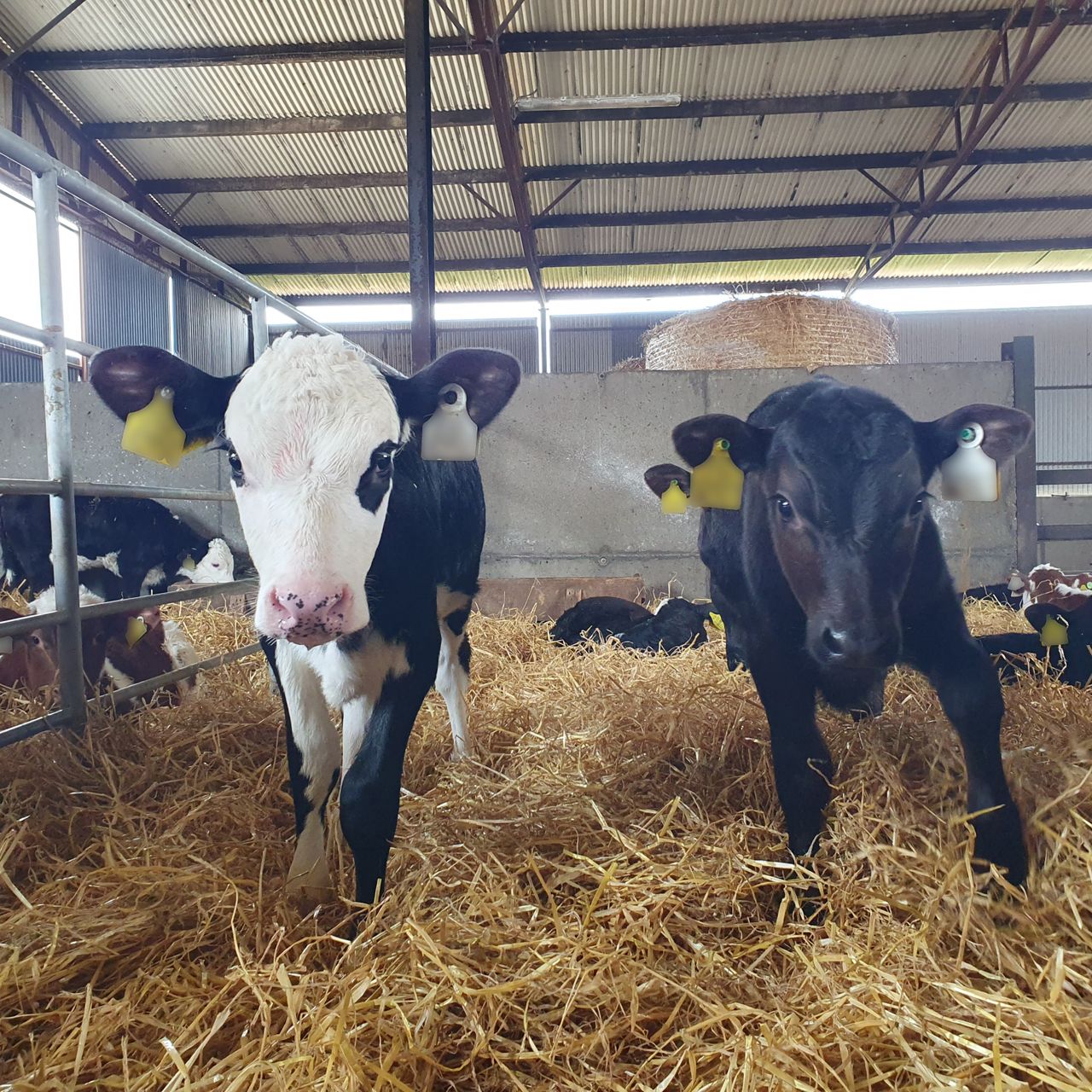 44% of calf exports are beef-sired calves from dairy herd