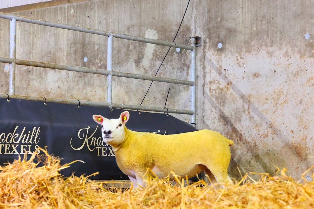 Ewe lamb sold for €3,800