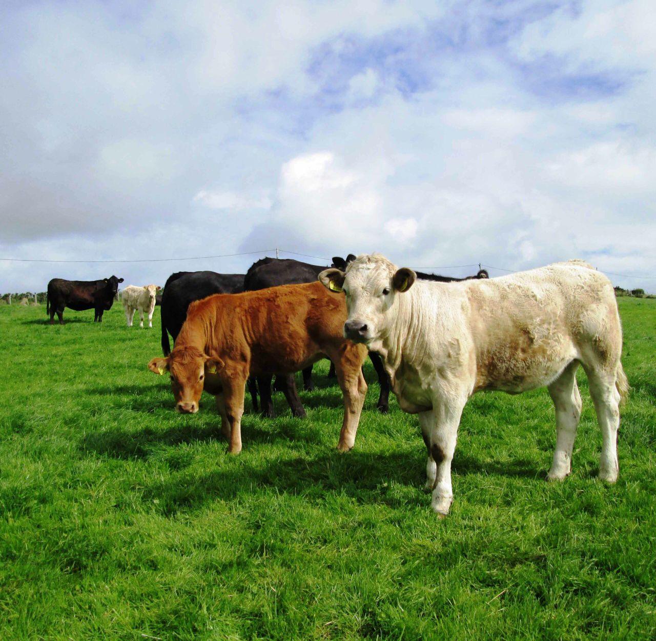 Weak euro drives top-quality weaning heifer trade - Plainer lots back