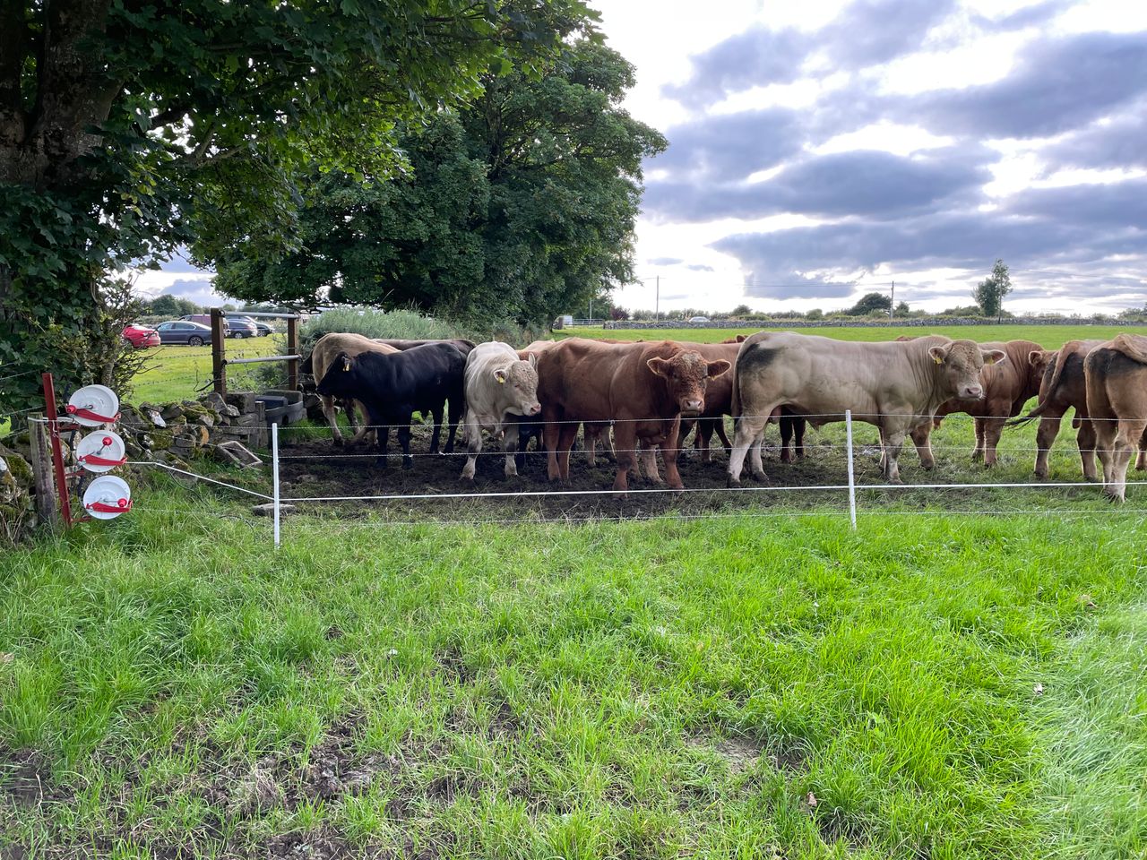 Factory quotes: Halt to prime cattle price drops this week