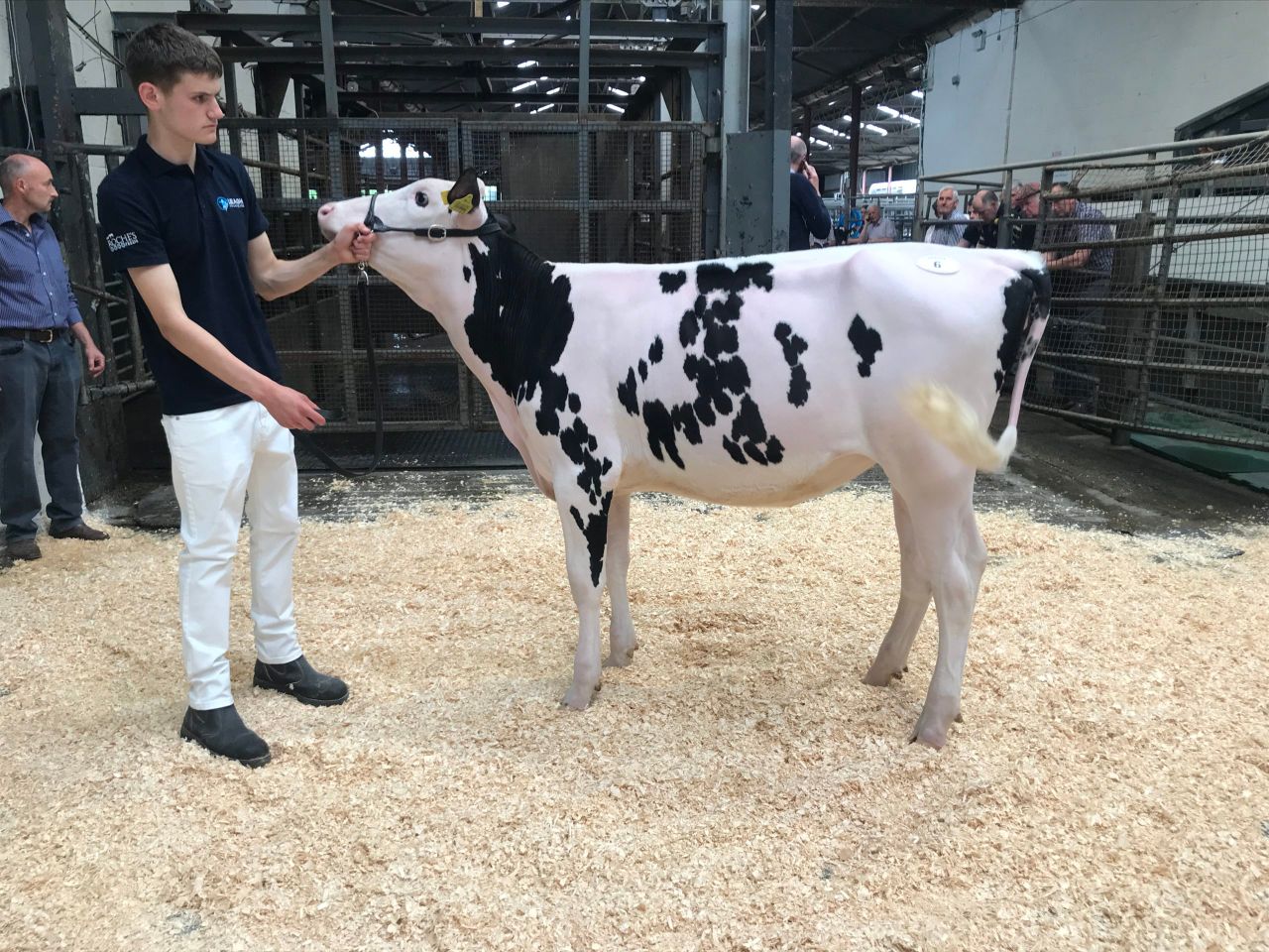 Promise of Protein sale achieves top price of 10,100gns for month old calf
