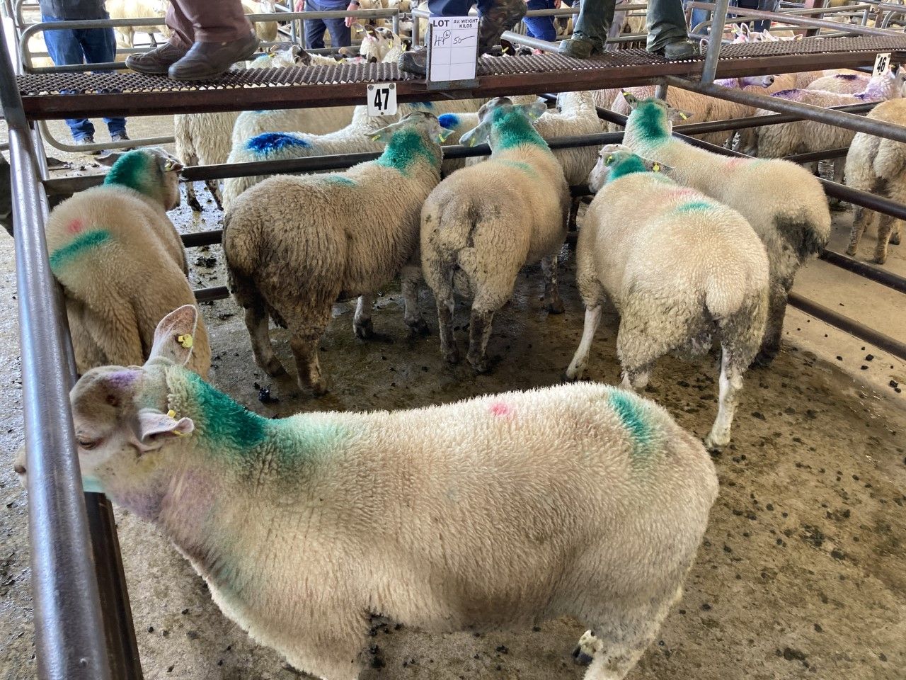 Sheep trade: Positive start to the week, as prices improve