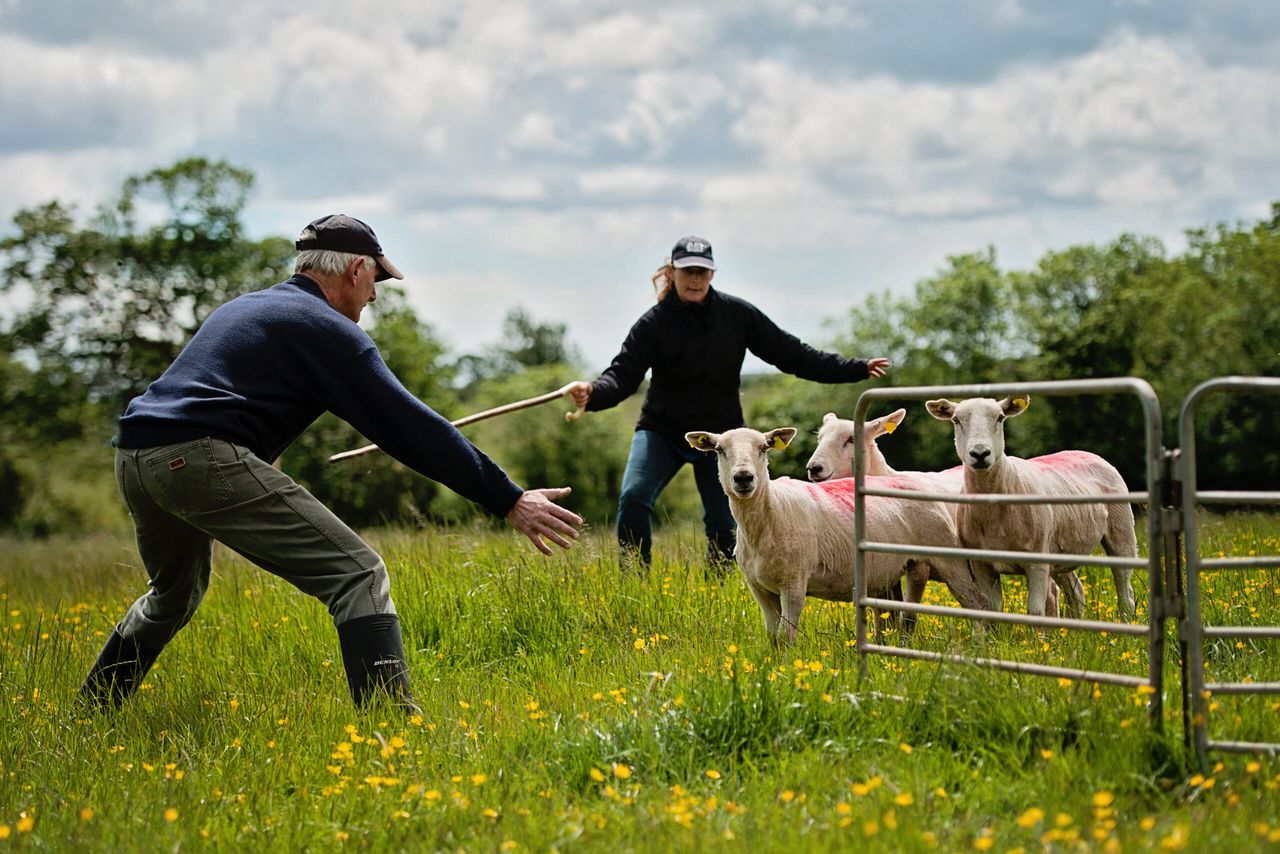 Results from this year's Irish National Sheepdog Trials
