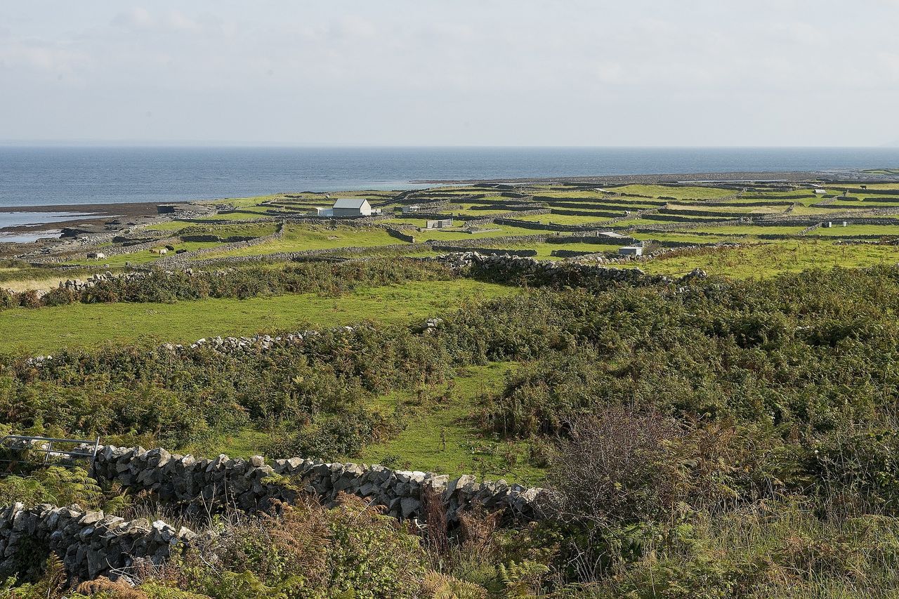 'We have an obligation to ensure their future': Protecting corncrake and Ireland's islands