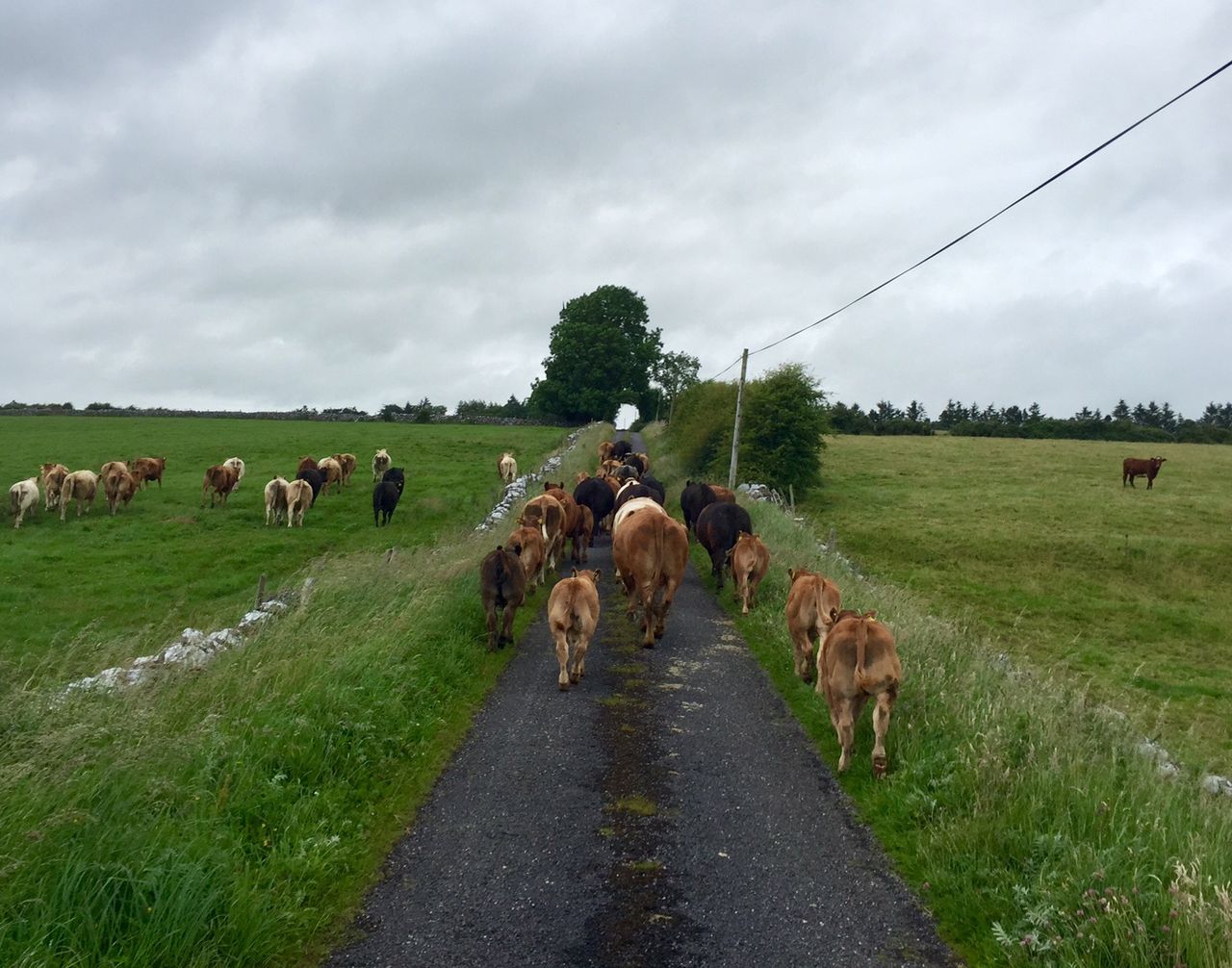 'No real recovery' in cattle exports to Northern Ireland