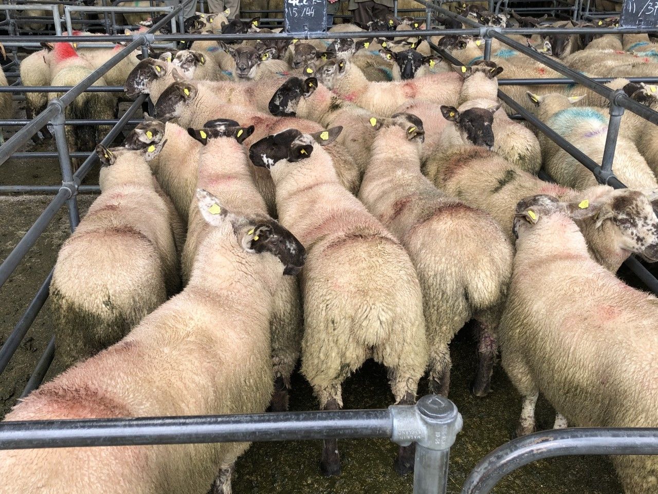 Sheep trade: Lamb prices ease by 10-20c/kg