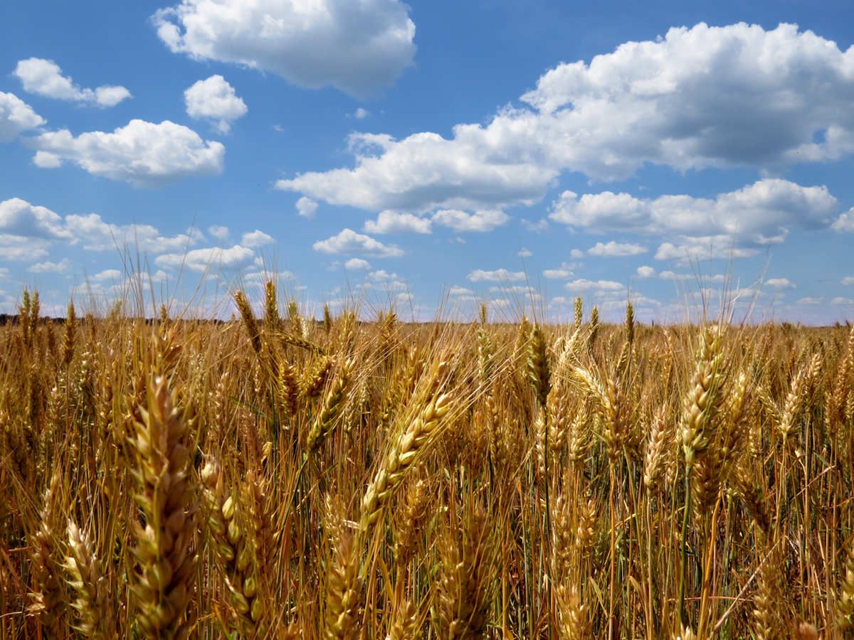 60% grant available as TAMS opens for organic investments