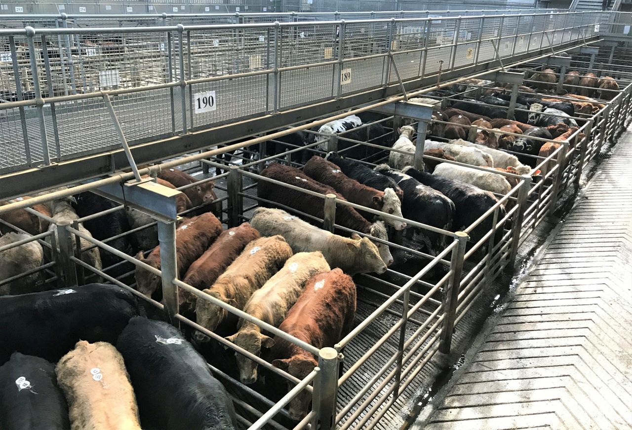 Cattle marts: Cull cows prove popular as agents and farmers remain busy