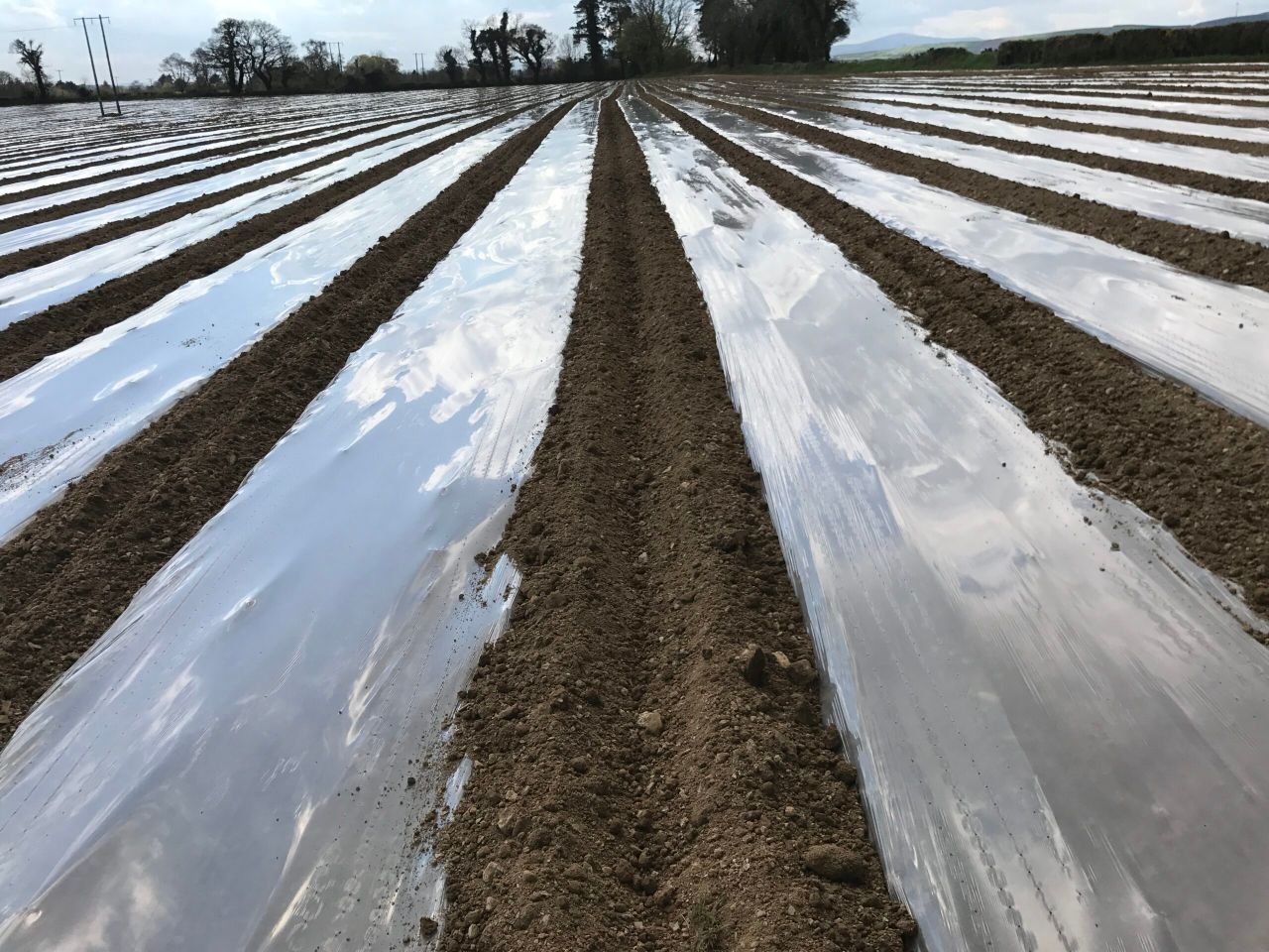 Plastic shining across the country as maize acreage booms