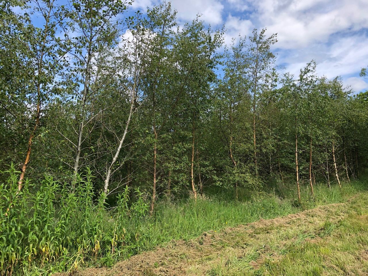 Farmers urged to 'stop planting forestry' until a new scheme is introduced