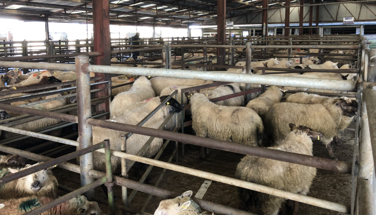 Heavy hogget prices on the rise at Tullow Mart sheep sale
