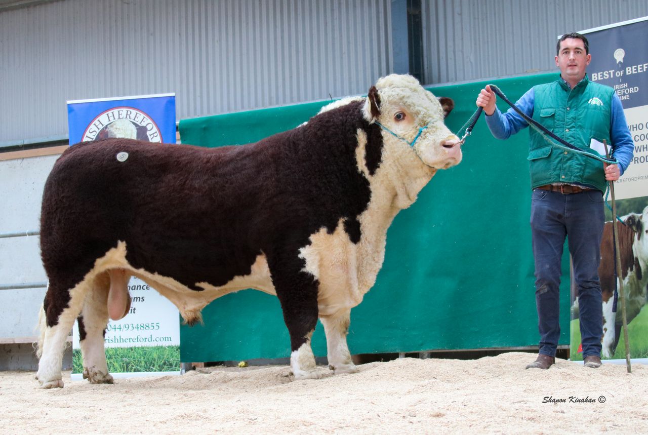 'Top-quality' Hereford bulls up for grabs at upcoming premier sale
